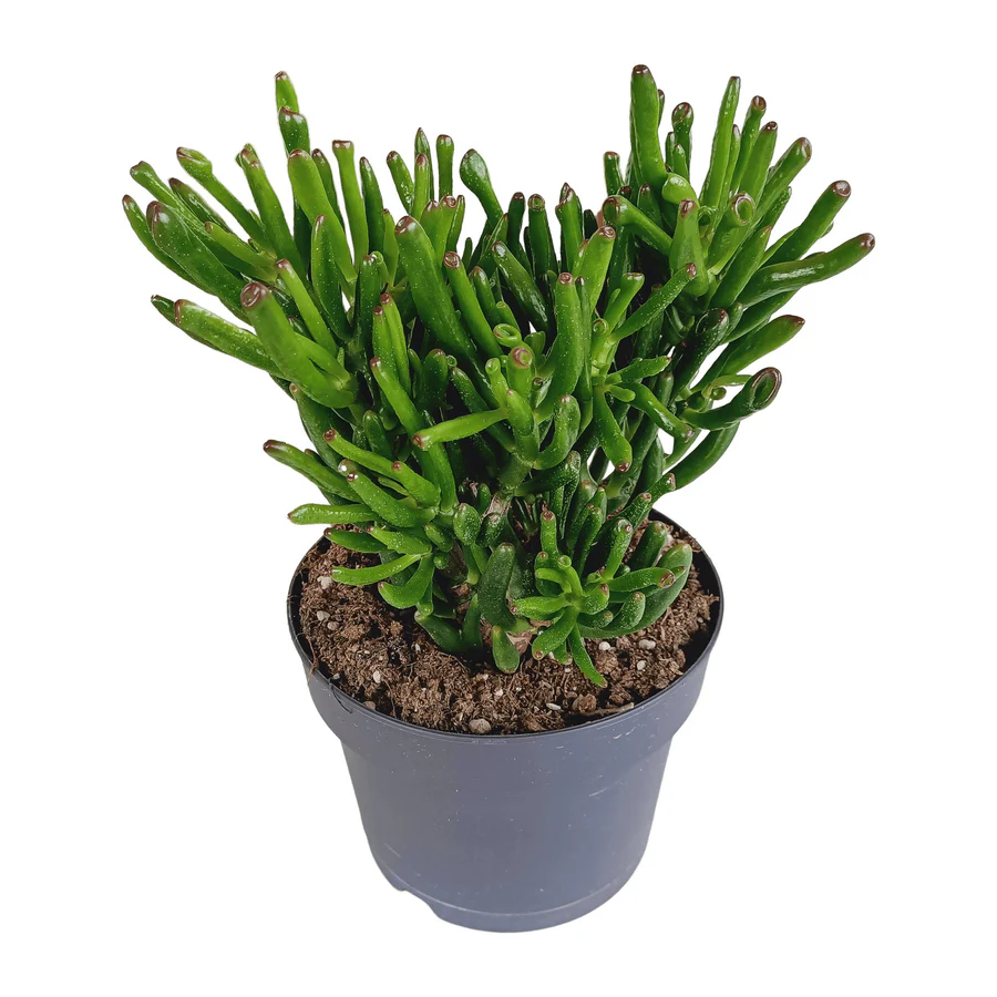 La Crassula, une plante succulente robuste avec des feuilles charnues et épaisses, idéale pour ajouter de la texture à votre intérieur.