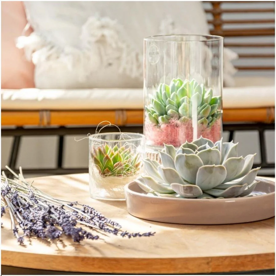 Echeveria, une plante succulente élégante aux feuilles charnues disposées en rosette, parfaite pour les intérieurs modernes et minimalistes.