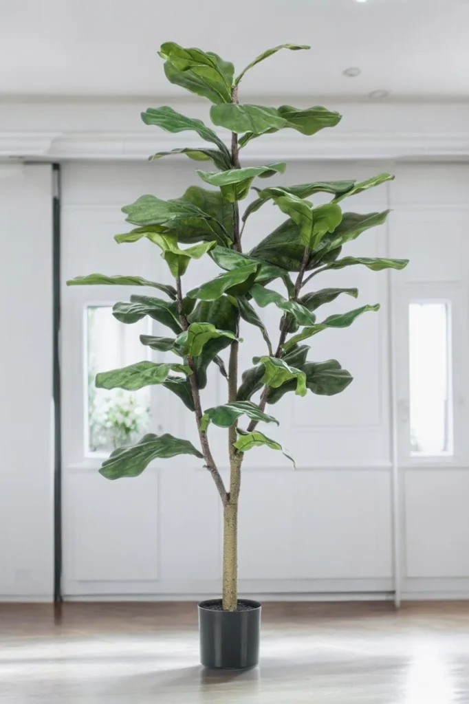 Le Ficus Lyrata, une plante avec de grandes feuilles vertes en forme de violon, parfaite pour apporter une touche de nature à votre intérieur.