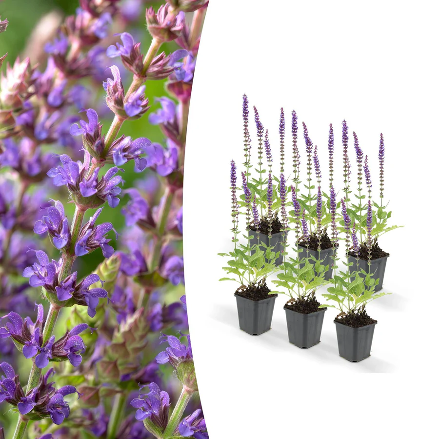 La Lavande en Pot, une plante aromatique au feuillage gris-vert et aux fleurs violettes parfumées, idéale pour embellir votre intérieur et votre extérieur.