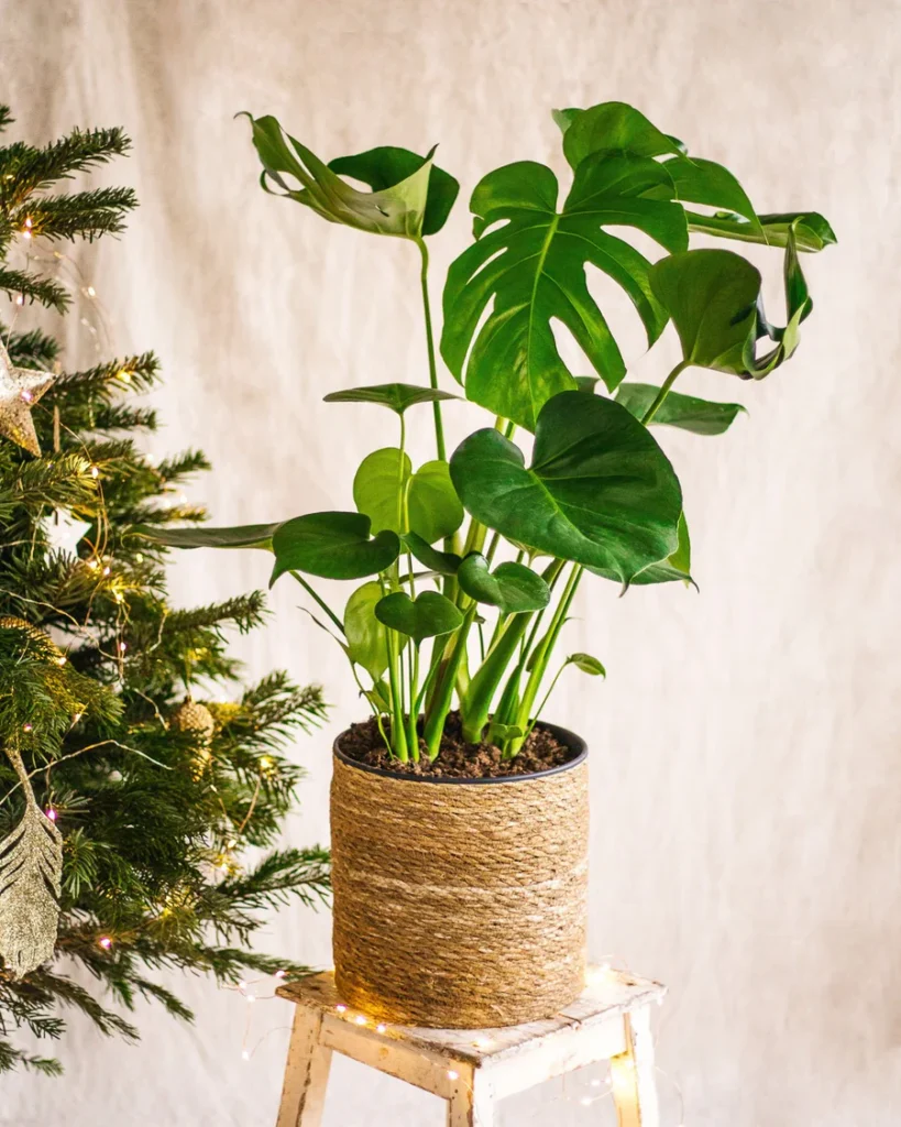 La Monstera Deliciosa, une plante tropicale au feuillage vert vif et aux larges feuilles perforées, parfaite pour la décoration intérieure