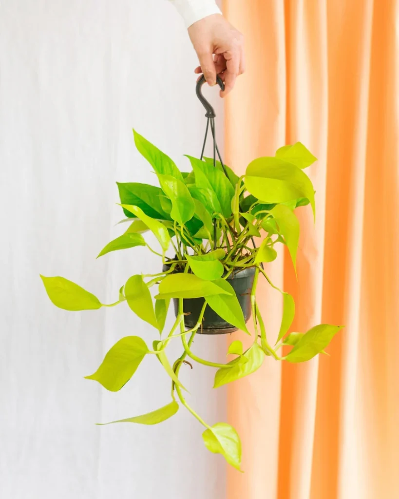 Les plantes Pothos, faciles à entretenir, avec des feuilles en forme de cœur et des vignes grimpantes, idéales pour ajouter de la verdure à votre intérieur